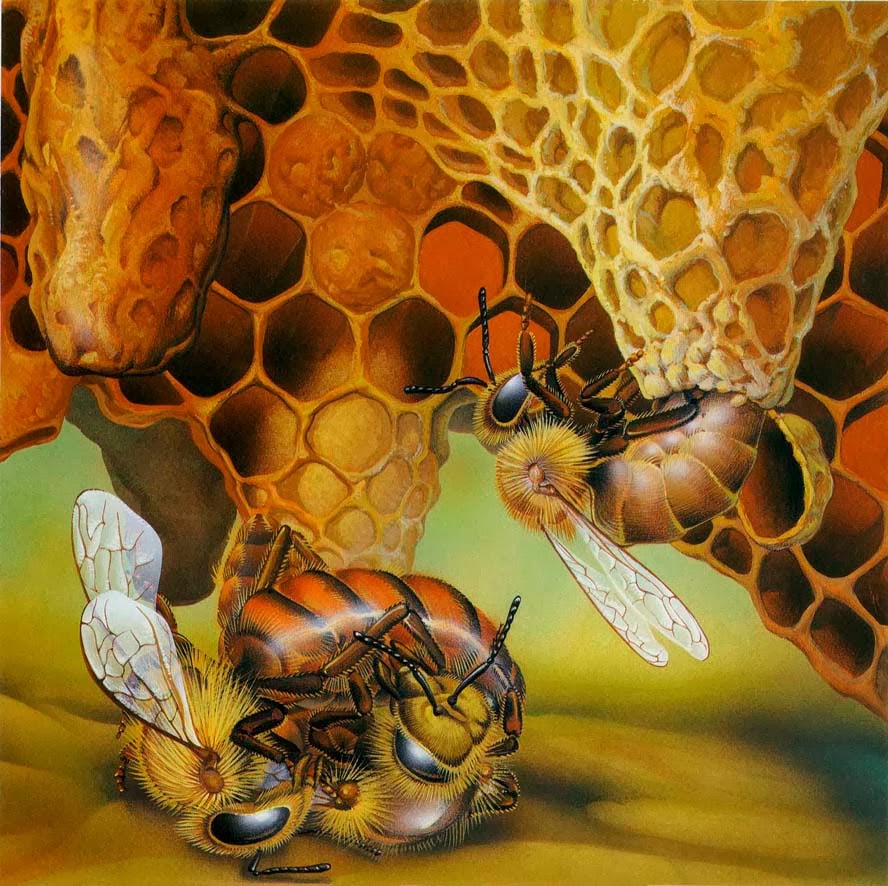 Corona Apicultores: COMO SE PRODUCE UNA REINA DENTRO DE LA COLMENA